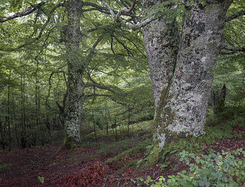 Beautiful Atlantic Forest in Asturias, Spain