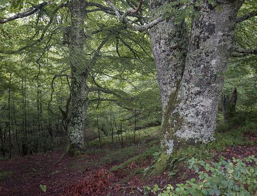 Der wunderschöne Atlantische Regenwald in Asturien, Spanien