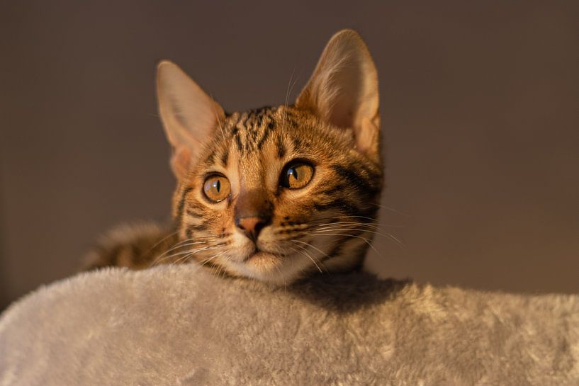 Bengal cat by Ann Barrois