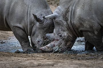 Two powerful rhinos in battle by Chihong