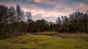 Landschap Tenellaplas Oostvoorne