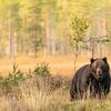 Bruine beer in Finland | Natuurfotografie van Nanda Bussers