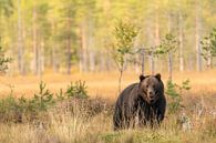 Ours brun en Finlande | Photographie de nature par Nanda Bussers Aperçu