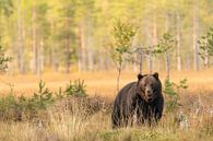 Bruine beer in Finland | Natuurfotografie van Nanda Bussers thumbnail