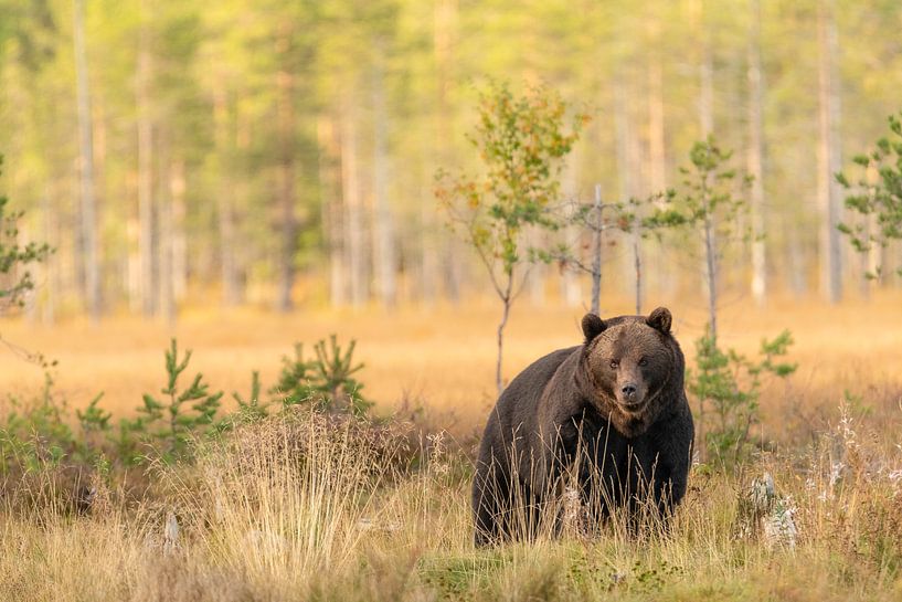 Ours brun en Finlande sur Nanda Bussers