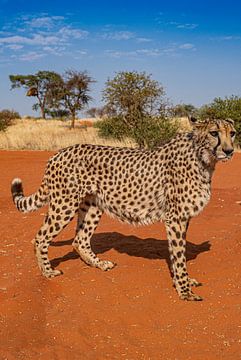 Luipaard in Namibië Afrika van Patrick Groß