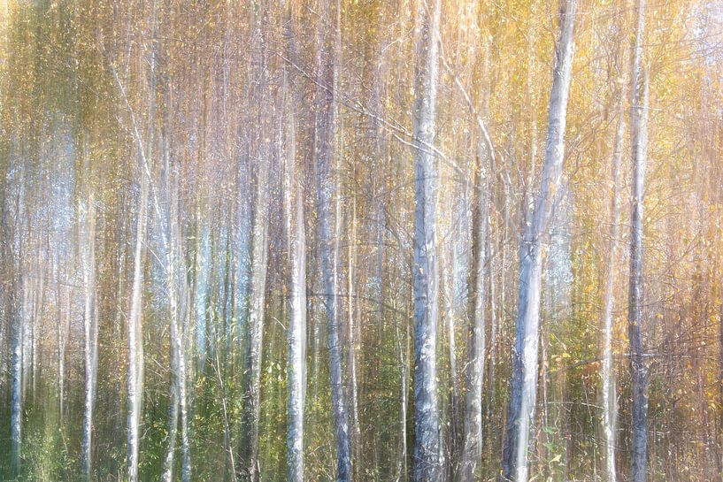 Birch in Gold by Esther van Overbeek