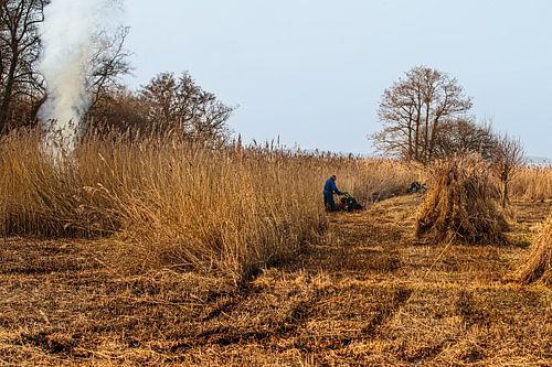 Le Weerribben et le Wieden ; un coupeur de cannes au travail !