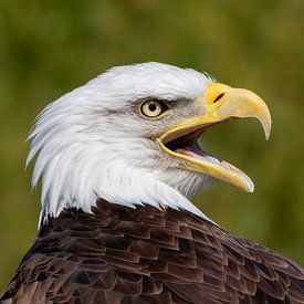 Aigle chauve américain sur Petra Bos