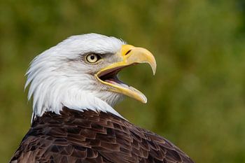 Amerikaanse zeearend