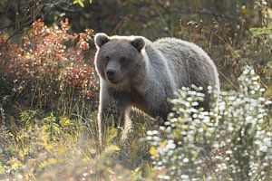Grizzly beer in een herfstsetting van Menno Schaefer