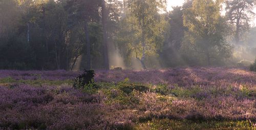 Sunbeams on the heath by peterheinspictures