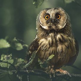 Surprised little owl by sarah zentjens