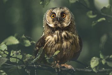 Surprised little owl