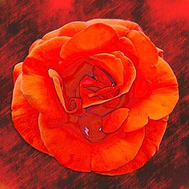 Red rose with water droplets by L.A.B.