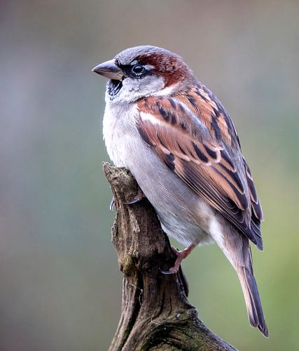 Male House Sparrow sitting on a tree trunk