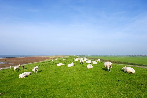 Schapen op de dijk op Ameland
