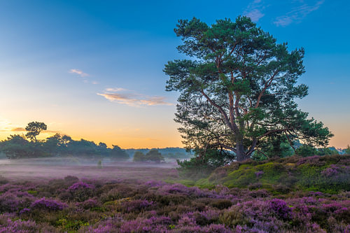 heath
