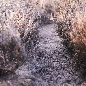 Bevroren weg in de natuur in Nederland van Ratna Bosch