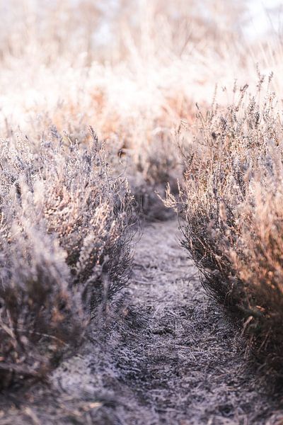 Frozen road in nature in the Netherlands by Ratna Bosch