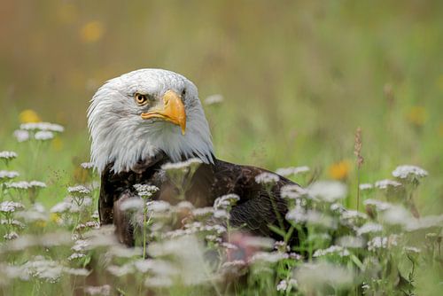 Amerikanischer Seeadler in einer Blumenwiese.