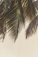 Palmetto Curaçao matte effect.