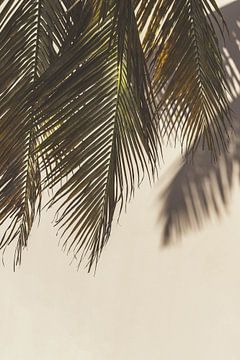 Palmbalderen Curaçao matte effect. van Dennis en Mariska