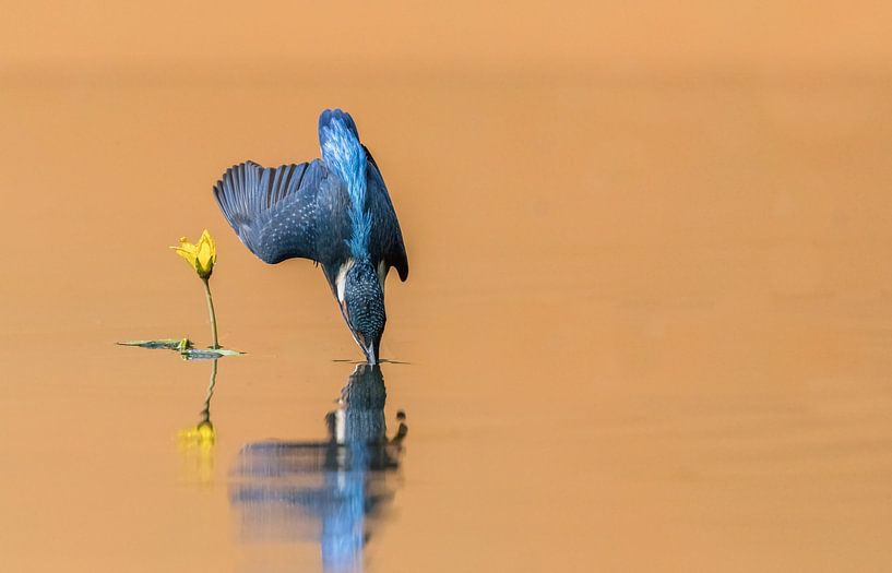 Eisvogel bei der Arbeit! von Robert Kok