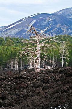 Mystieke boom op de vulkaan Etna