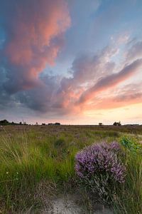 Coucher de soleil sur les landes