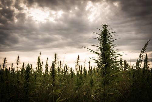 Don't panic, it's organic