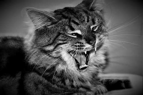 Chat tabby bâillant en noir et blanc