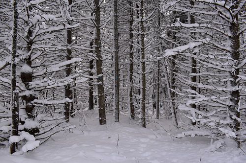 Een besneeuwd bos na de storm