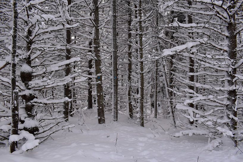 Ein verschneiter Wald nach dem Sturm von Claude Laprise