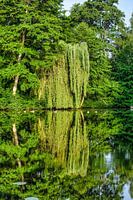 Treurwilg met weerspiegeling bij een vijver