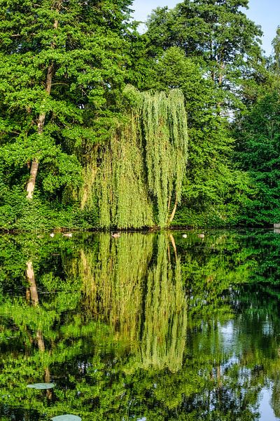 Treurwilg met weerspiegeling bij een vijver van pixxelmixx