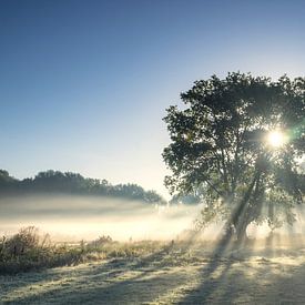 L'arbre solitaire sur Peter Deschepper