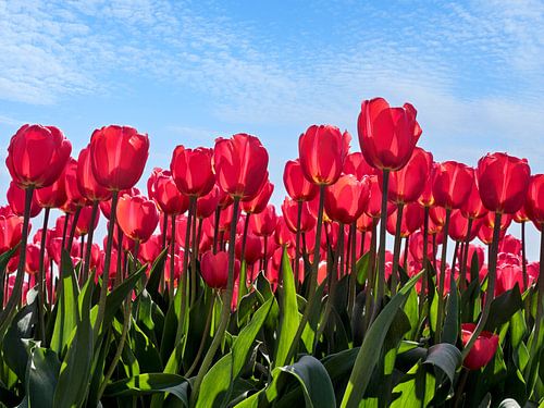 Red tulips in a red tulip field by eric van der eijk