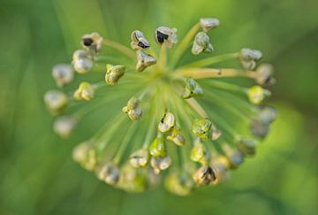 Knoflookbieslook bloem in zaad van Iris Holzer Richardson