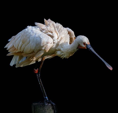 European spoonbill