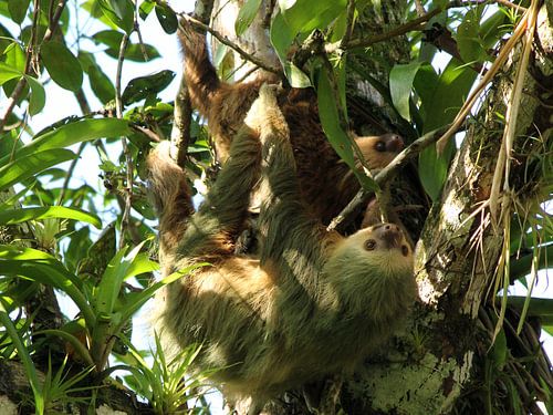Mère et bébé paresseux au Costa Rica