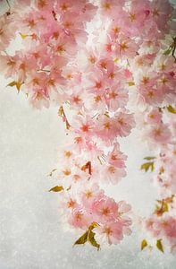 Hanami