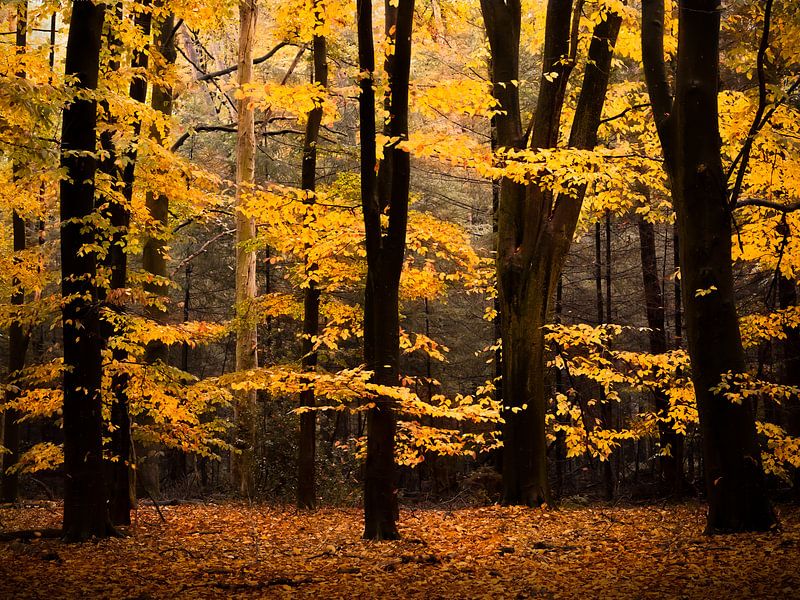 Herbstwald in Gold gehüllt. von karin koopman