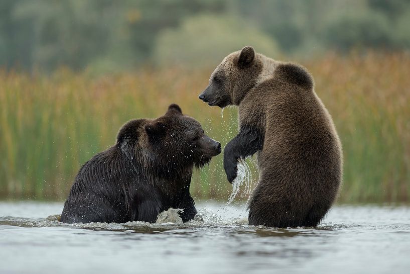 Rangelei im Wasser... Europäische Braunbären *Ursus arctos* von wunderbare Erde