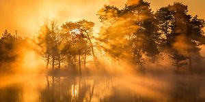 Sonnenaufgang über dem Wasser des Leersumse Veld | Utrechtse Heuvelrug