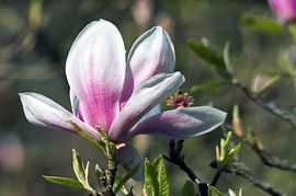 Un magnolia resplendissant dans la lumière ensoleillée du printemps 