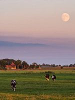 Kühe auf der Wiese mit dem Mond