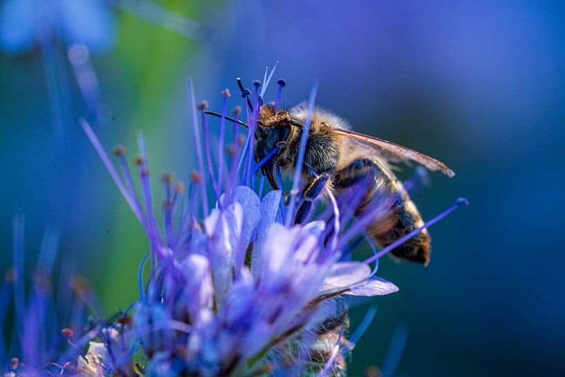 Biene auf lilafarbener Blüte von Flatfield