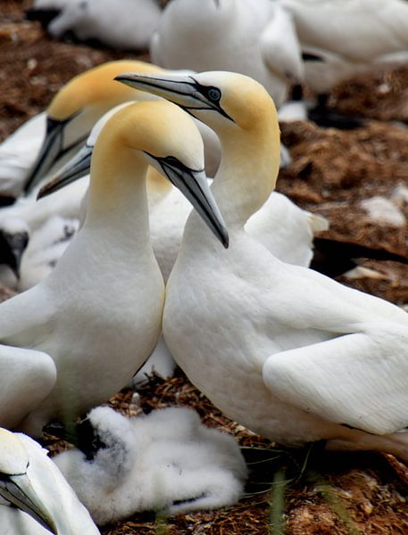 Ein Haufen Verrückter eines Beckens von Claude Laprise