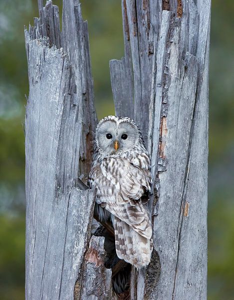 Oeraluil (Strix uralensis) van Beschermingswerk voor aan uw muur